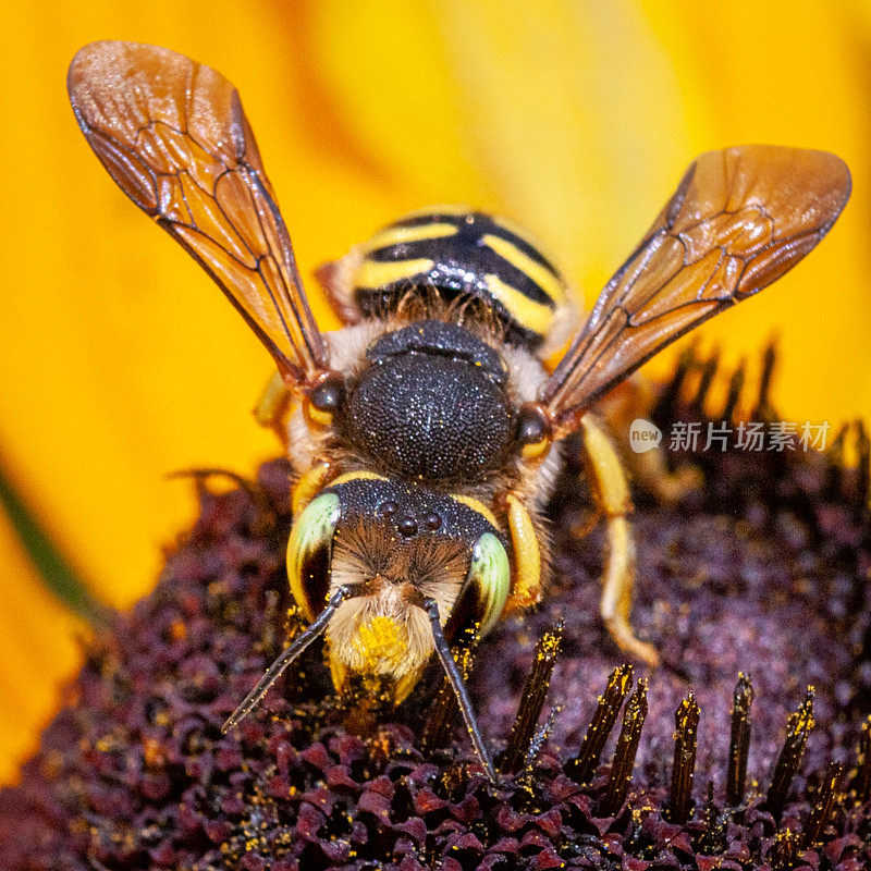 两刺Anthidium oblongatum, Oblong cotton bee，羊毛cardder bee, Rudbeckia，菊科。